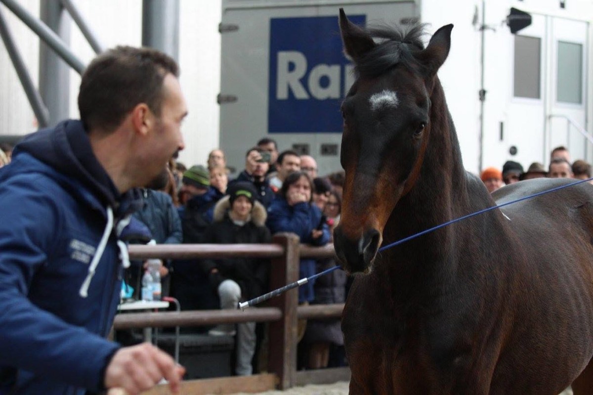 Dimostrazione con un cavallo davanti al pubblico durante un evento di divulgazione